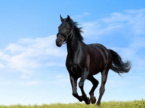 Juodas žirgas